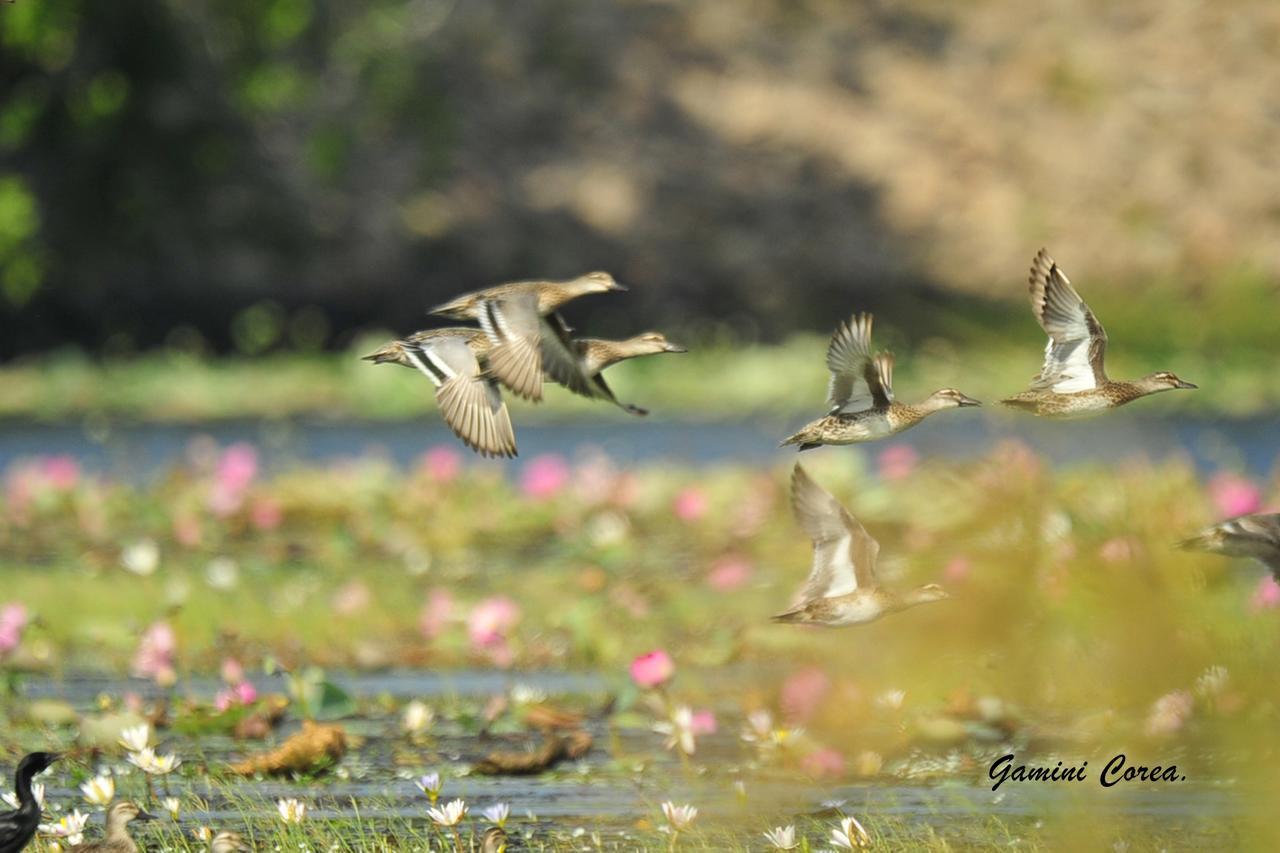 Captain'S Bird Safari Lodge Puttalam Eksteriør bilde