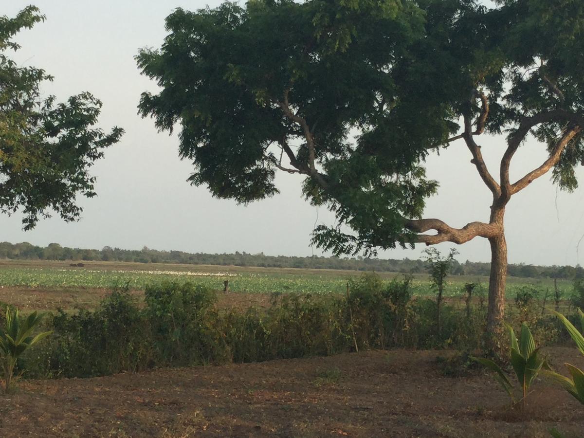 Captain'S Bird Safari Lodge Puttalam Eksteriør bilde